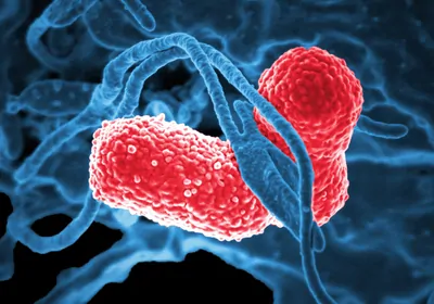 Two pink-colored, rod-shaped bacteria interacting with a blue-colored human cell